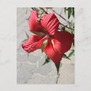 Cartão Postal Hibiscus # 2