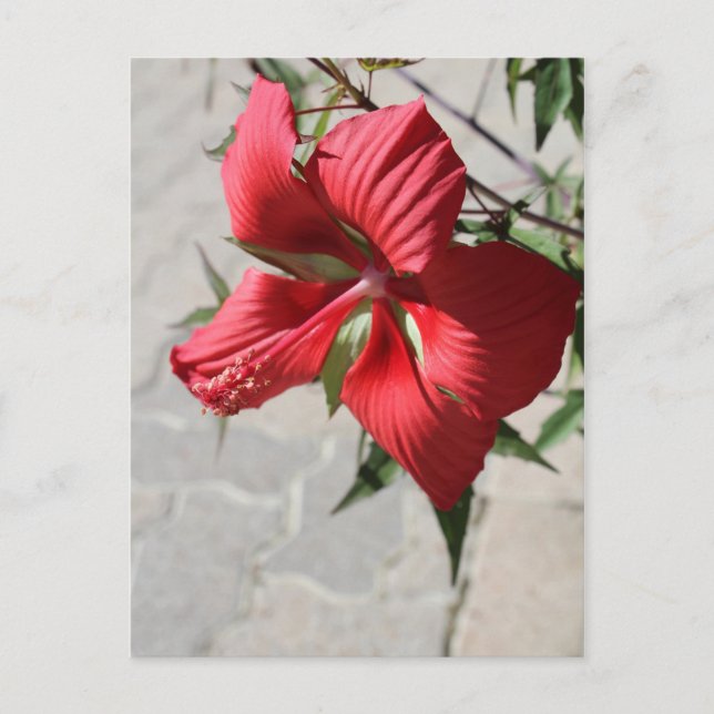 Cartão Postal Hibiscus # 2 (Frente)