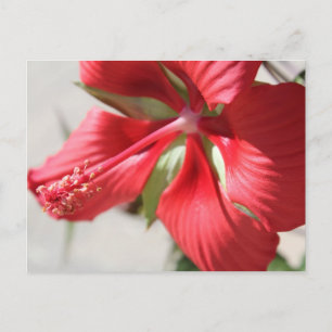 Cartão Postal Hibiscus # 3