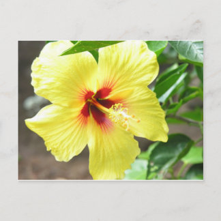 Cartão Postal Hibiscus Amarelo