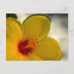 Cartão Postal Hibiscus Amarelo