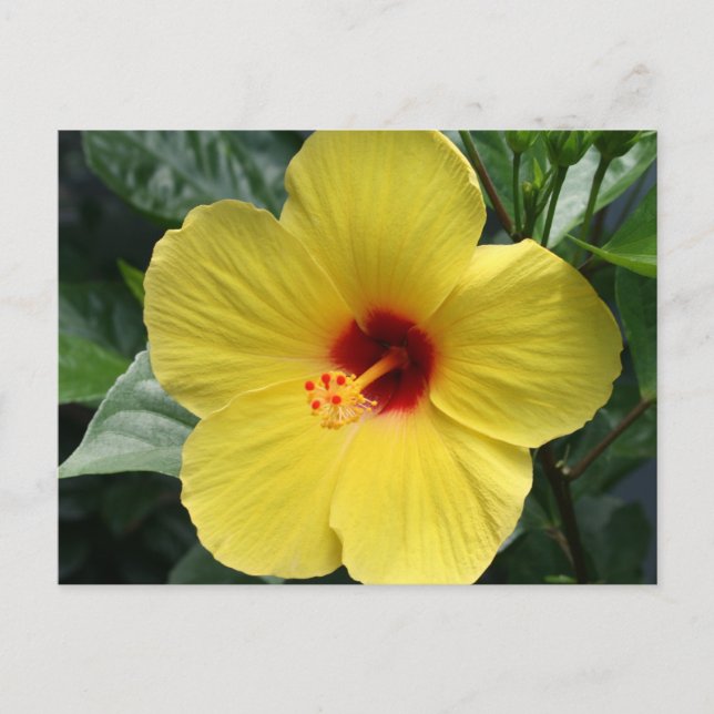Cartão Postal Hibiscus amarelo (Frente)