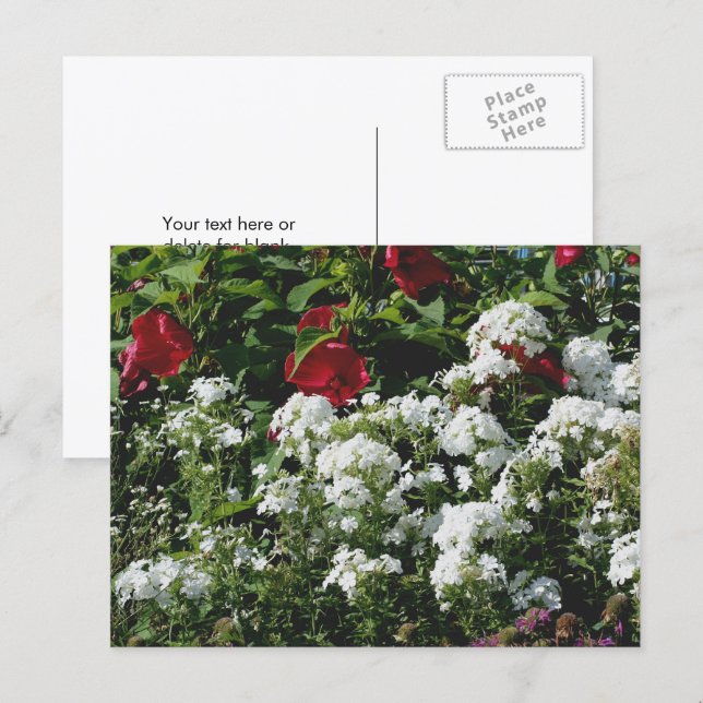 Cartão Postal Hibiscus And Phlox Flower Garden Personalized (Frente/Verso)