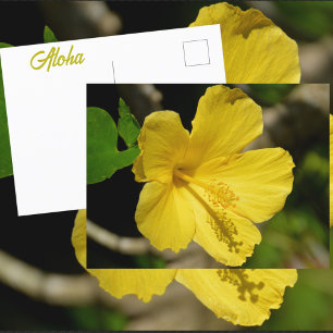 Cartão Postal Hibiscus Botânico Amarelo Havaiano
