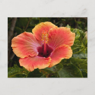 Cartão Postal Hibiscus híbrido