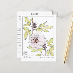 Cartão Postal Hibiscus Materia Medica Monograph