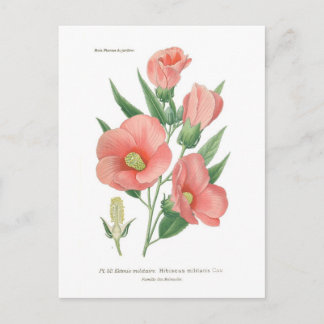 Cartão Postal Hibiscus militaris