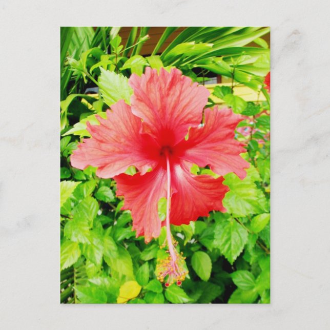 Cartão Postal Hibiscus, Placencia, Belize (Frente)