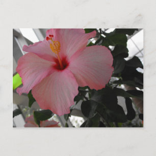 Cartão Postal Hibiscus rosa