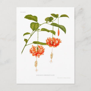 Cartão Postal Hibiscus schizopetalus