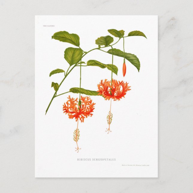 Cartão Postal Hibiscus schizopetalus (Frente)