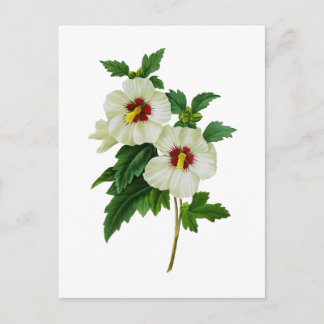 Cartão Postal Hibiscus vermelho e branco de Pierre Joseph Redout