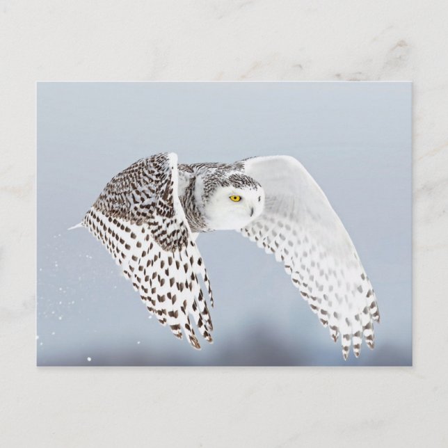 Cartão Postal Hibou Harfang des neiges (Frente)