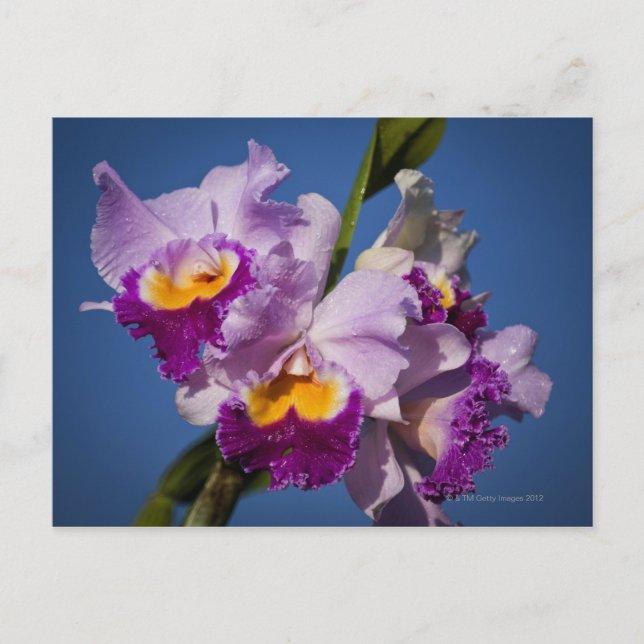Cartão Postal Híbrido de Orquídea Cattleya com Oceano Pacífico (Frente)