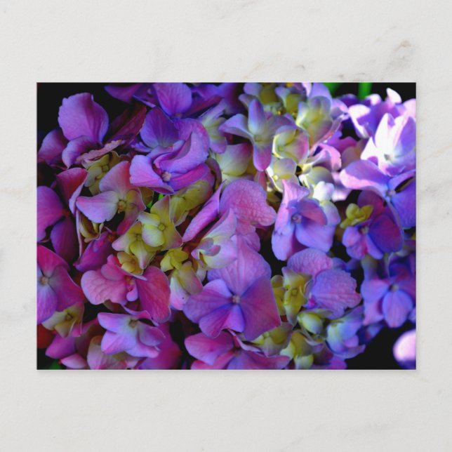 Cartão Postal Hídrangas florais magenta cor-de-rosa-púrpura Eleg (Frente)