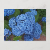 Hidrangea