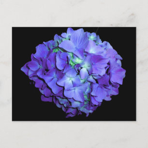 Cartão Postal Hídrangea floral floral púrpura
