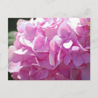 Cartão Postal Hidrangea rosa