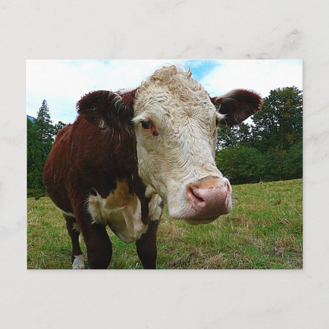 Cartão Postal High Def Hereford (Frente)