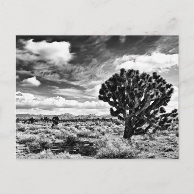 Cartão Postal High Noon (Frente)