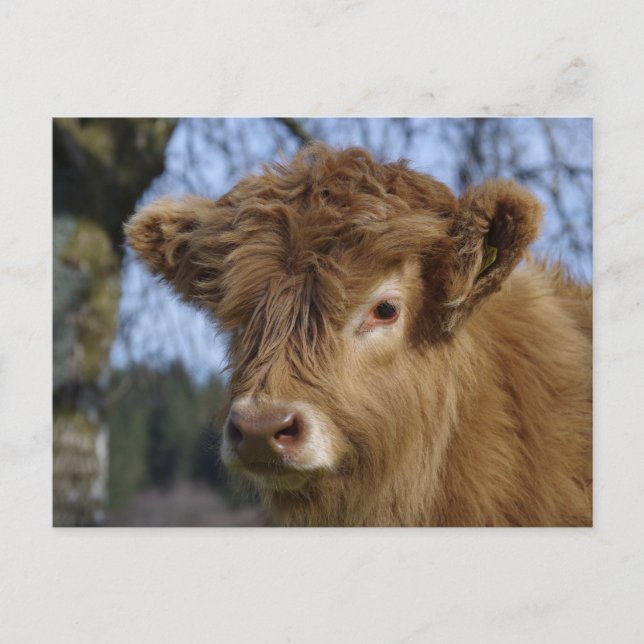 Cartão postal Highland Calf (Frente)