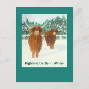 Cartão postal Highland Cattle