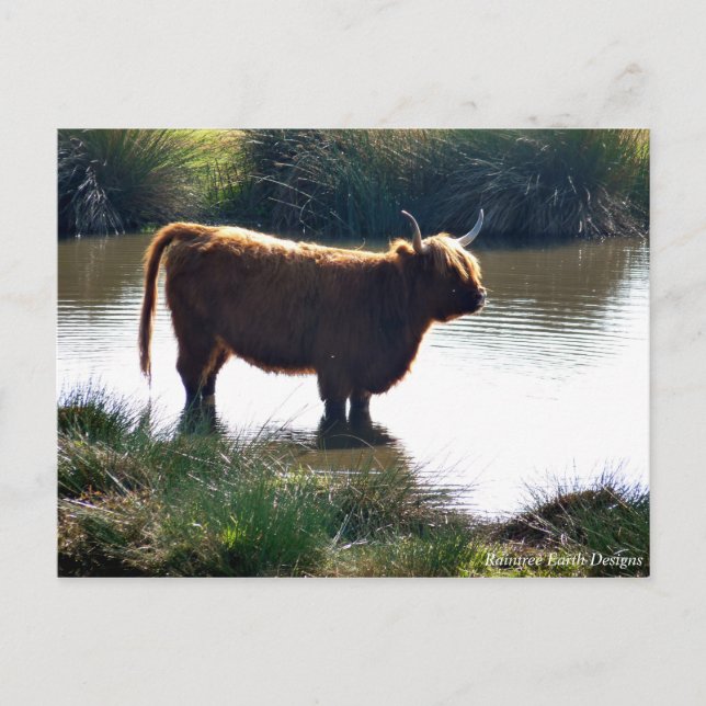 Cartão Postal Highland Cattle (Frente)