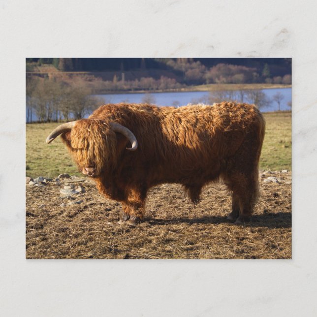 Cartão Postal Highland Cattle Bull, Escócia (Frente)