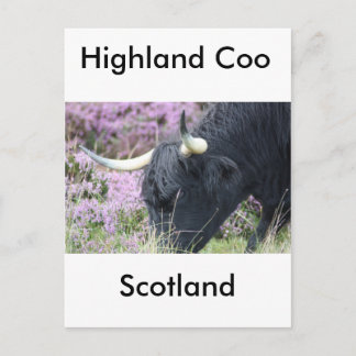 Cartão Postal Highland Coo