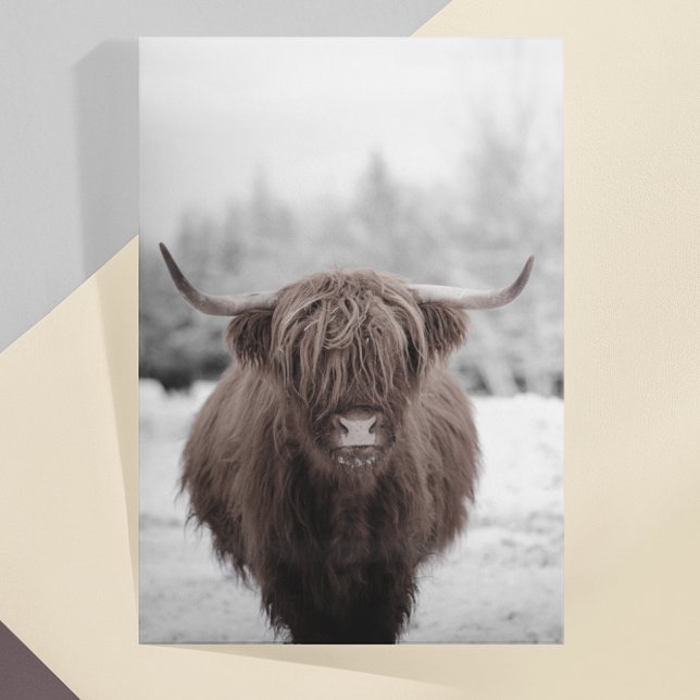 Cartão Postal Highland Cow Scotland - Fazenda russa (Criador carregado)