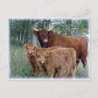 Cartão Postal Highland Cow with Calves
