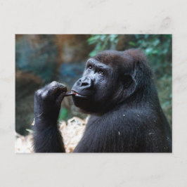 Cartão Postal Highland Gorilla - Dentes De Separação