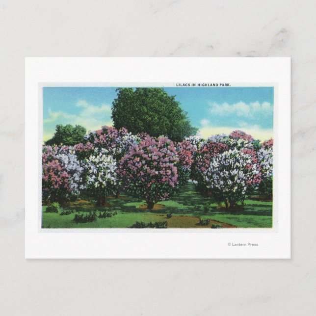 Cartão Postal Highland Park Lilacs em Bloom (Frente)