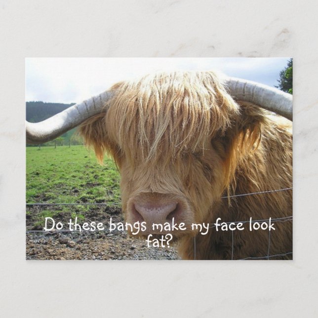 Cartão Postal Highland Steer Funny (Frente)