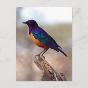 Cartão Postal Hildebrandt's Starling Lamprotornados is Hildebran