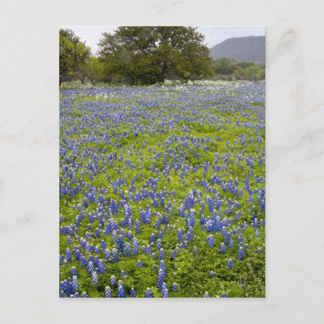 Cartão Postal Hill Country, Texas, Bluebonnets e Oak tree (Frente)
