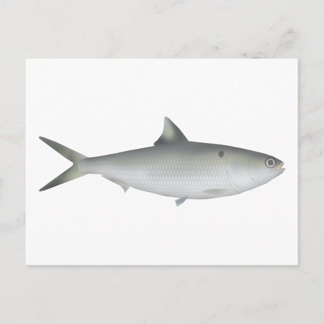 Cartão Postal Hilsa Shad (Frente)