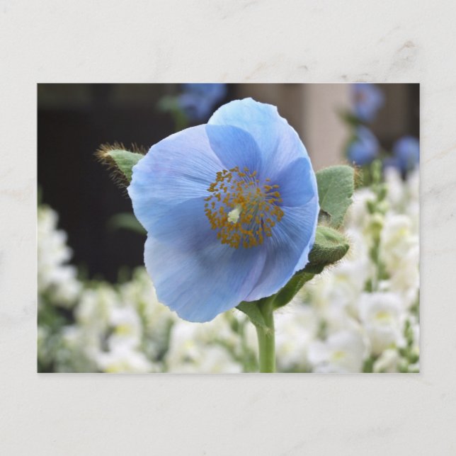 Cartão Postal Himalayan Blue Poppy Postcard (Frente)