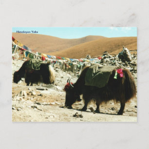 Cartão postal Himalayan Yaks