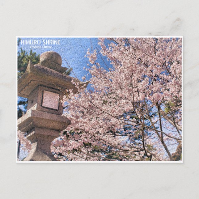 Cartão Postal Himuro Shrine (Yoshino Cherry) ポストカード (Frente)