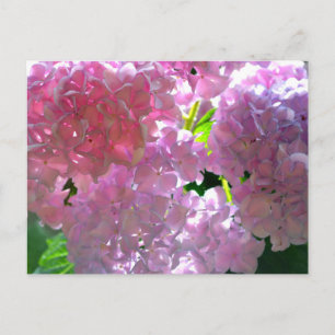 Cartão Postal Hipodrangas Rosa Radiantes