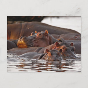 Cartão Postal Hipopótamo, Hippopotamus amphibius, Lago