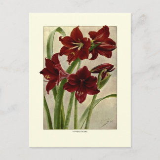 Cartão Postal Hippeastros (Amaryllis)