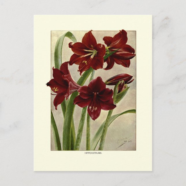 Cartão Postal Hippeastros (Amaryllis) (Frente)