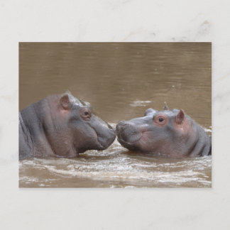 Cartão Postal Hippo