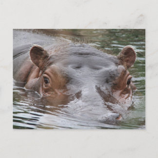 Cartão Postal Hippo