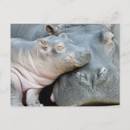 Cartão Postal Hippo