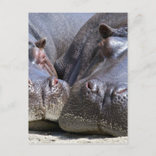 Cartão Postal Hippo