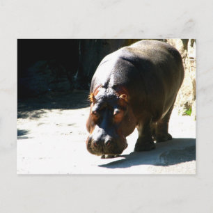 Cartão Postal Hippo