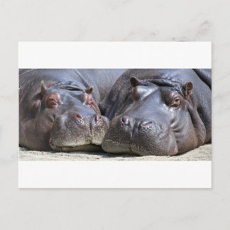 Cartão Postal Hippo-78352